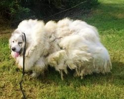 Neglected Dog Spends 7 Years Locked In Filthy Barn, Begins To Look Like A Sheep