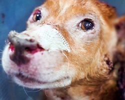 His Somber Eyes Begged For Help After Escaping A Lifetime Of Suffering