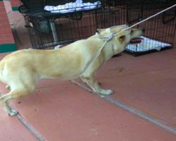 Family Drags Scared Dog To The Shelter With A Rope To Leave Her Behind For Good