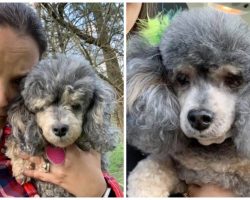 Woman’s Senior Blind & Deaf Poodle Vanishes Moments After Going Outside