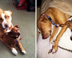 Shelter Separates Bonded Pair So They Can Get Adopted, But The Dogs Cry Non-Stop