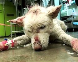 Homeless Husky Collapses After Living In Garbage Dump Outside City For Years