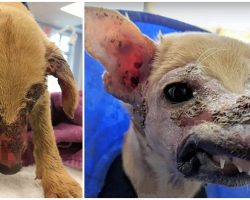 Felon Severely Scalded Pup, Dumped Him On Secluded Dirt Road To Blister & Rot