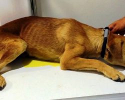 Abused Dog Was So Traumatized He Peed Himself When Rescuers Tried To Touch Him