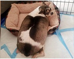 Overweight, Disabled Chihuahua Was Locked In Crate & Abandoned On Highway