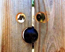 Woman Cuts Holes In Fence So Her Curious Neighbor Dog Can Peek More Comfortably