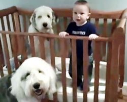 Baby Was Supposed To Be “Napping” But Dad Busts His Fun Slumber Party With Dogs