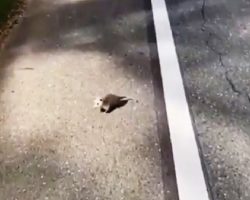 Baby Possum Couldn’t Move & Cried Helplessly On Freeway As Vehicles Swooshed By