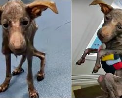 No One Wanted To Get Attached To Sickly Pup, She Stayed At His Side Anyway
