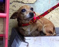 Sick 3-Legged Dog Knows No One Loves Her So She Sleeps In A Shoebox In The Rain