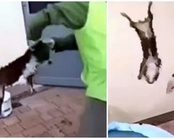 Thugs Swing Puppy By His Ears, Slam Him Against Brick Wall & Hurl Him Into Pool