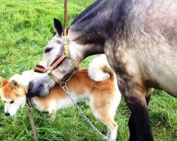 Stolen Horse & Depressed Dog Break Down As They See Each Other After 7 Months