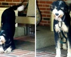 Dog Misses Mom & Waits For Her All Day, Flashes The Widest Smile When She’s Back
