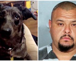 Man Sped Down Street & Onto Neighbor’s Driveway To Intentionally Run Over His Dog