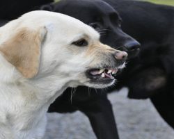 Science Confirms That Dogs Can Sense ‘Bad People’