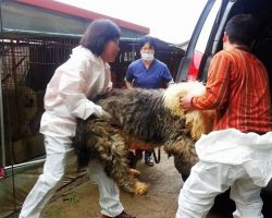 Seven Dogs Get Locked Up For Dog Meat Trade But One Woman Makes A Desperate Run