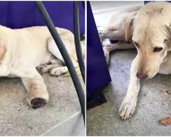Woman Walked Up To Shattered Soul With Cut-Off Paw, Too Scared To Look Up