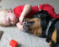 Baby Shoves His Fingers Inside Rottweiler’s Mouth Before Mom Could Intervene