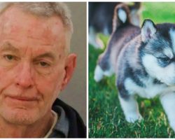 Man Randomly Walks In Dog Mom’s Backyard & Murders Her 5-Month-Old Husky