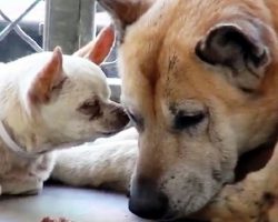 Senior Dogs Get Dumped Together At High Kill Shelter Because They “Got Too Old”