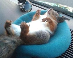 Soldier Saves Squirrel’s Life, Now They’re Driving Buddies