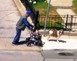 Dog Doesn’t Care About His Own Fun, Patiently Looks Out For Sick Elderly Owner