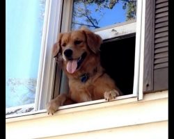 Dad Says Bye To Dog & Leaves For Work, His Heart Breaks When He Sees The Window