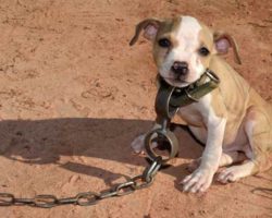 Timmy Was Found Chained Up In One Of The Largest Dog Fighting Raids Ever