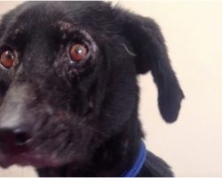 Dog Accused Of Being “Ugly And Unadoptable” Started To Believe It Too