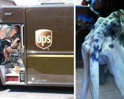 UPS Driver Finds A Bony Great Dane While Out On His Route