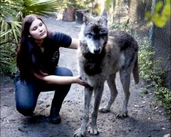 Owner Dumped Giant “Dog” Coz He Grew Too Large & He Was Put Up To Be Euthanized