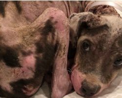 12-lb Bald Pit Bull Puppy With Padlock Around Her Neck Found Wrapped To A Tree