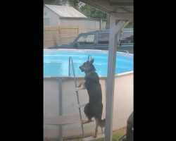 Smart Doggo Climbs Into Pool And Enjoys A Swim Like A Happy Child
