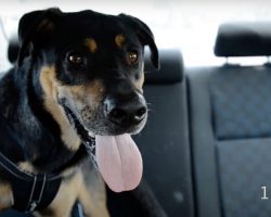Two Dogs Die In Hot Car While Their Owner Was Attending A Dog Training Class
