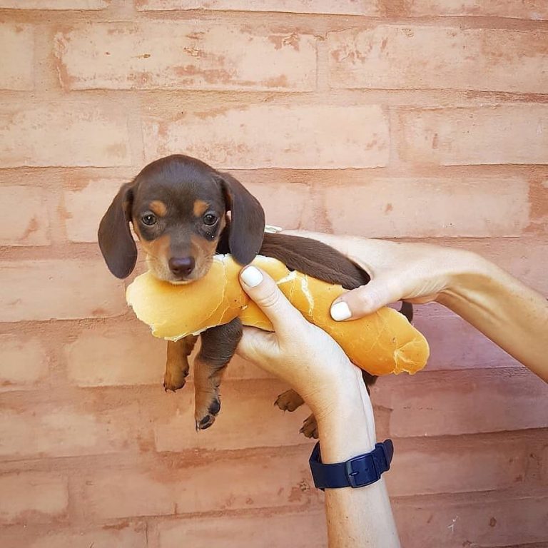 10+ Adorable Sausage Dog Pics To Put A Smile On Your Face