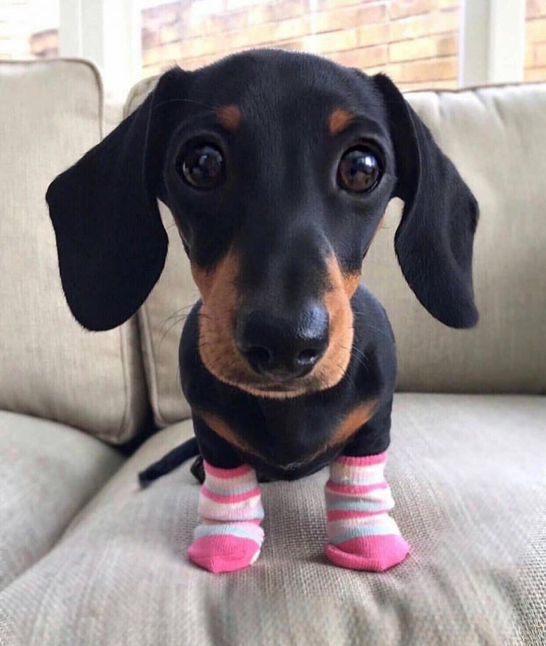 10  Adorable Sausage Dog Pics To Put A Smile On Your Face