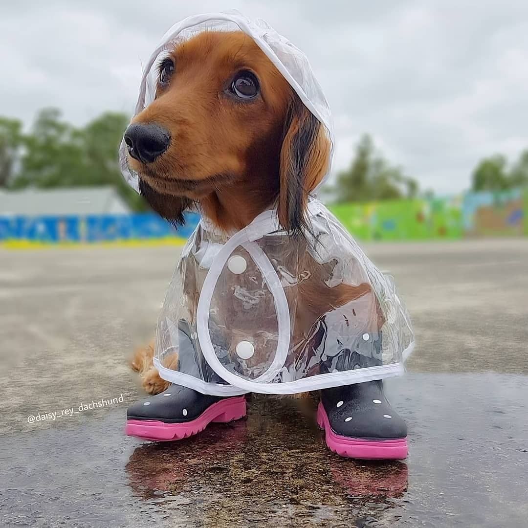 10+ Adorable Sausage Dog Pics To Put A Smile On Your Face