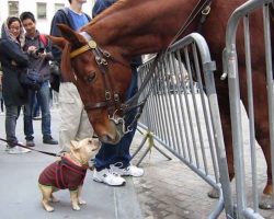 French Bulldog Ecstatic When Meeting Police Horse