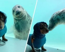 Dachshund And Seal Become Best Friends At First Sight