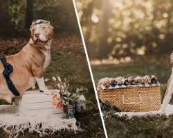 Rescued Pit Bull Gets Her Very Own Maternity Photoshoot