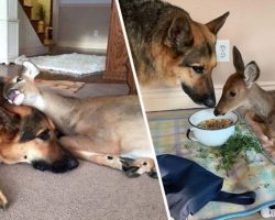 Orphaned Fawn Is Adopted By A Kind-Hearted German Shepherd
