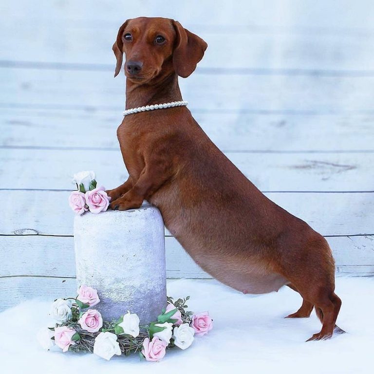 10+ Adorable Sausage Dog Pics To Put A Smile On Your Face