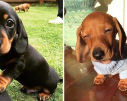 10+ Pics Of Sausage Dogs To Put A Smile On Your Face