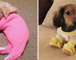 10+ Heartwarming Pics Of Adorable Pups In Pajamas To Make You Smile