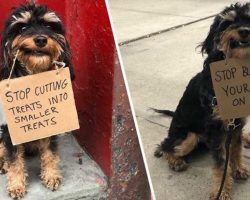 Dog Hilariously Protests Everyday Annoyances By Holding Signs In Her Mouth