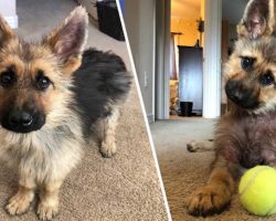 Meet Ranger, The Tiny German Shepherd With Dwarfism Who Will Look Like A Puppy Forever
