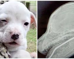 2-Month-Old Pooch With “No Color” Strung Up With Metal Rod By Dogfighters