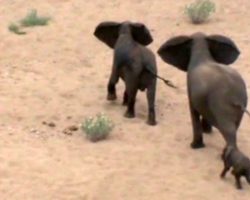 Baby Elephant Is Ambushed By Wild Dogs, Frantic Elephant Mama Calls For Backup
