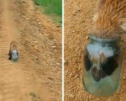 Baby Fox Gets His Head Stuck In A Jar & Suffocates, Approaches Human For Help