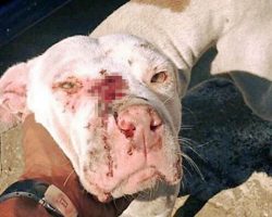 Her Bite Wounds Dripped Blood As She Ran Away From Her Life As A Bait Dog